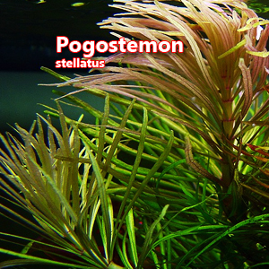 Pogostemon stellatus